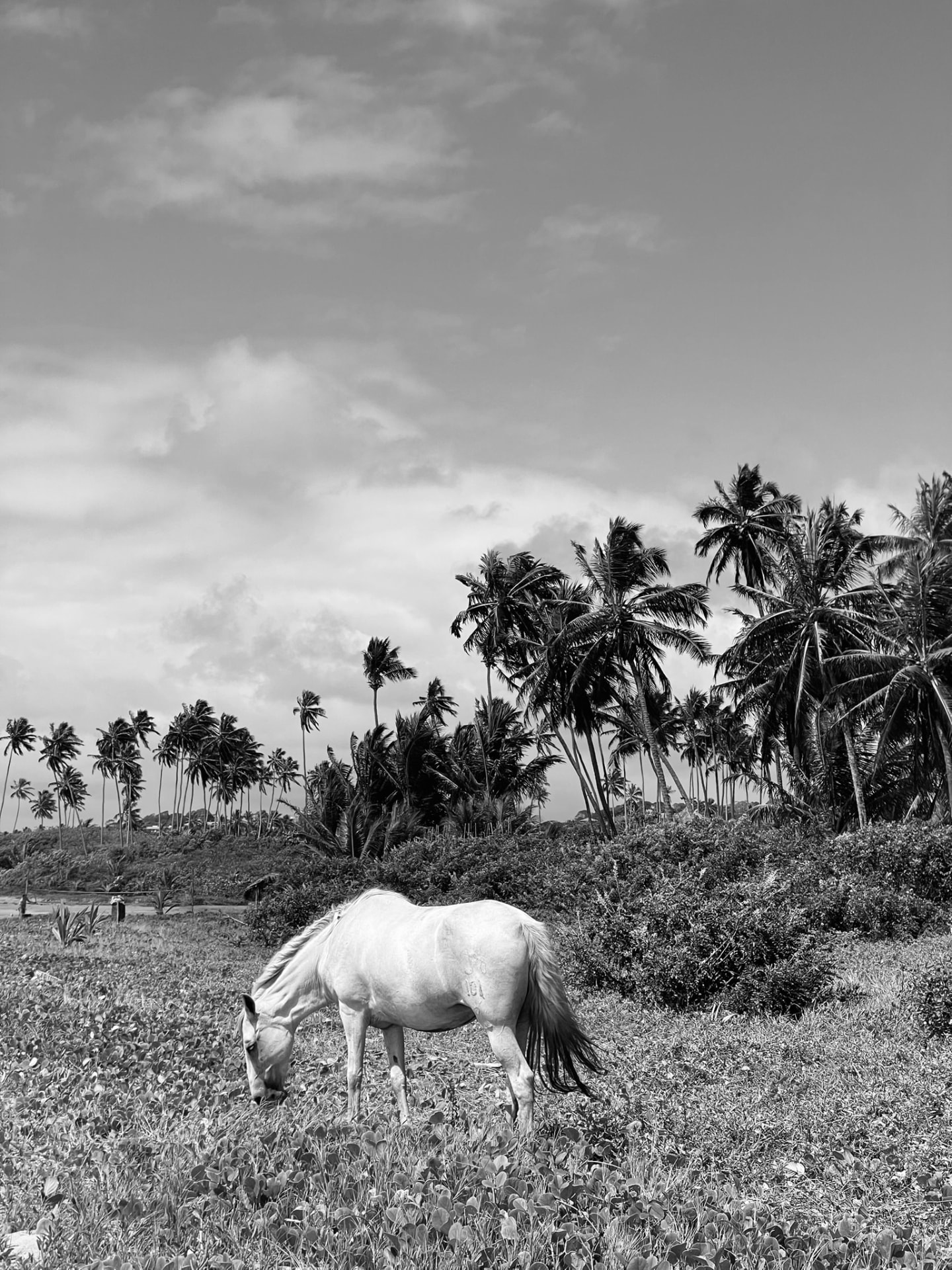 Cavalo Branco